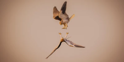 idf 03 11 2025 13 01