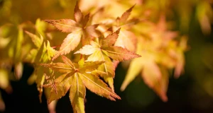 Alpes-de-Haute-Provence