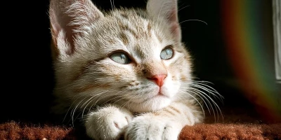 idf 03 11 2025 13 01