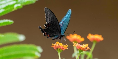 idf 03 11 2025 13 13