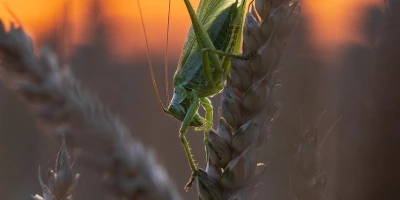 idf 03 11 2025 13 10