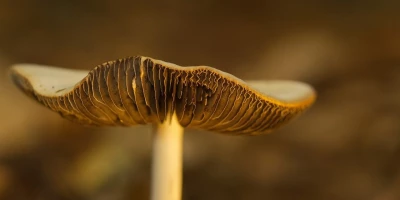 idf 03 11 2025 12 56