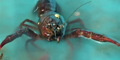 idf 03 11 2025 13 01