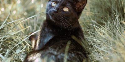 idf 03 11 2025 13 08