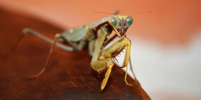 idf 03 11 2025 13 13