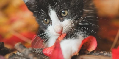 idf 03 11 2025 13 00