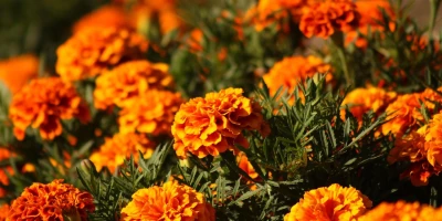 idf 03 11 2025 13 00