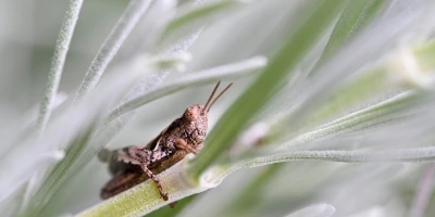 idf 03 11 2025 13 01