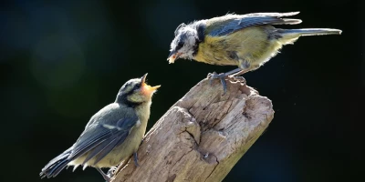 idf 03 11 2025 13 17