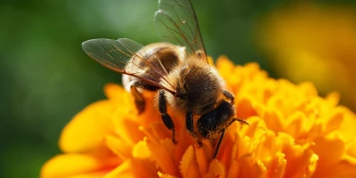 idf 03 11 2025 13 18