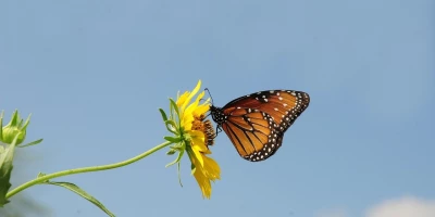 idf 03 11 2025 13 03