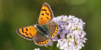 idf 03 11 2025 12 57