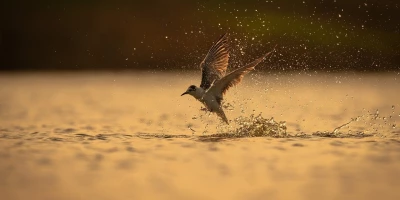 idf 03 11 2025 12 56