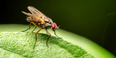 idf 03 11 2025 13 14