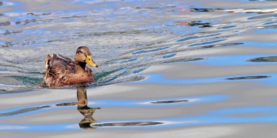 idf 03 11 2025 13 08