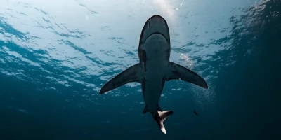 idf 03 11 2025 13 02