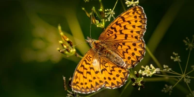 idf 03 11 2025 13 03