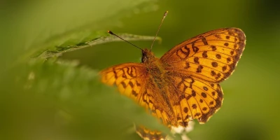 idf 03 11 2025 12 58