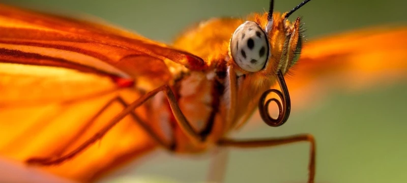 Segré-en-Anjou Bleu